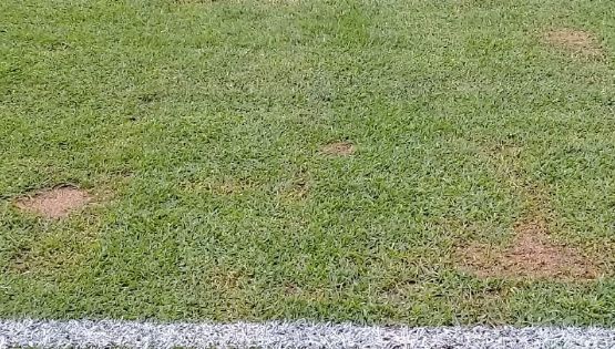 Así el Estado de la Cancha del Estadio Azteca para el duelo contra Veracruz