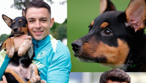 El Club América REGALA BOLETOS vs Querétaro por ayudar a perritos